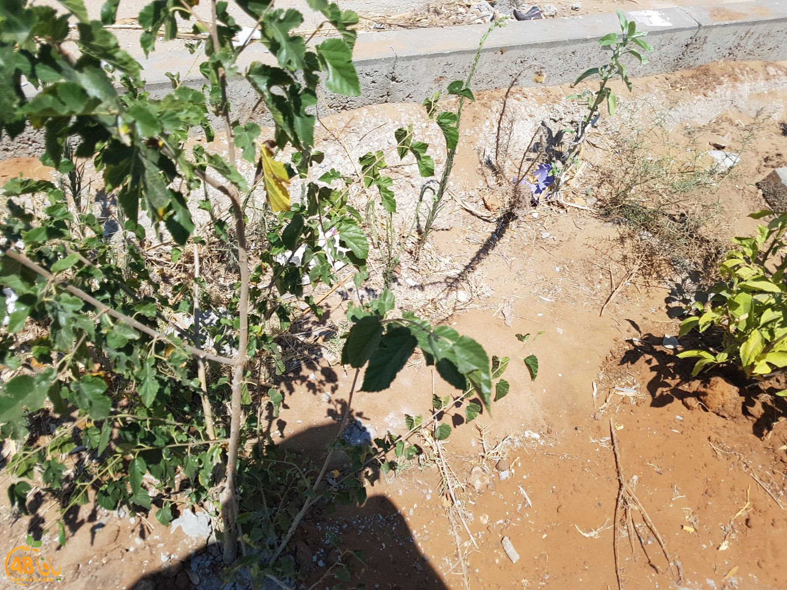 tasoo trees je (12).jpg